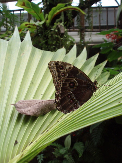 Botanická zahrada - Praha - photo #27