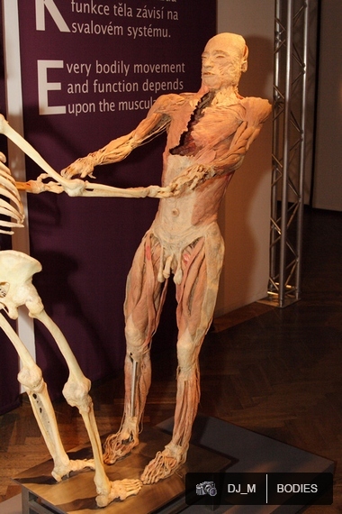 Bodies The exhibition - Praha - photo #5