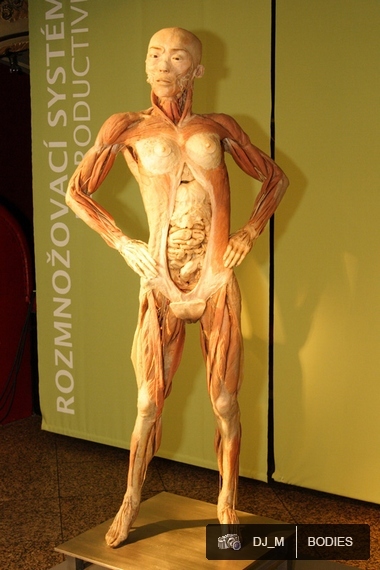 Bodies The exhibition - Praha - photo #74