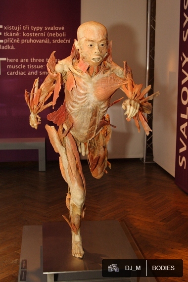 Bodies The exhibition - Praha - photo #8