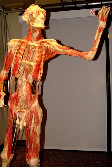 Bodies The exhibition - Praha - photo #22