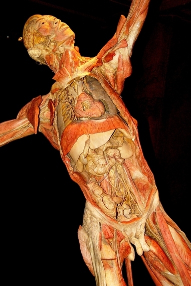 Bodies The exhibition - Praha - photo #35