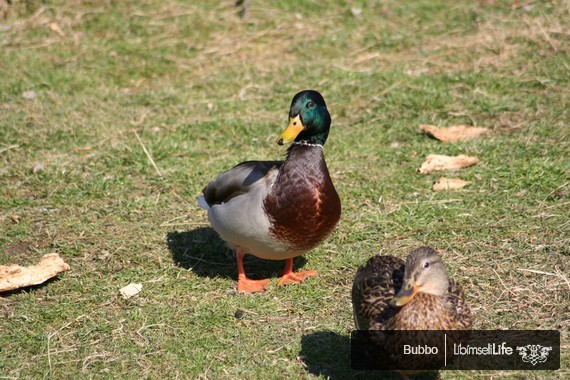 Zoo - Praha - photo #10