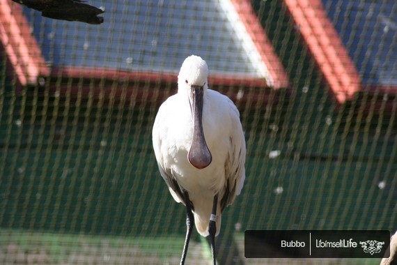 Zoo - Praha - photo #13