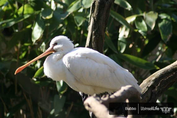 Zoo - Praha - photo #14