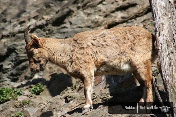 Zoo - Praha - photo #18