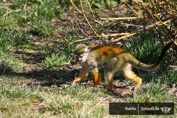 Zoo - Praha - photo #2