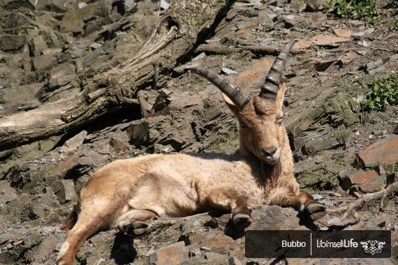 Zoo - Praha - photo #20