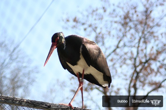 Zoo - Praha - photo #25