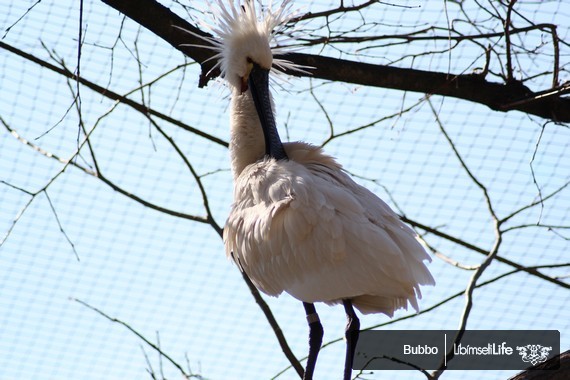 Zoo - Praha - photo #26