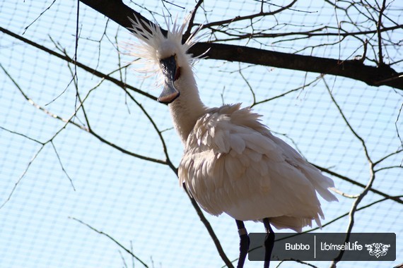 Zoo - Praha - photo #27