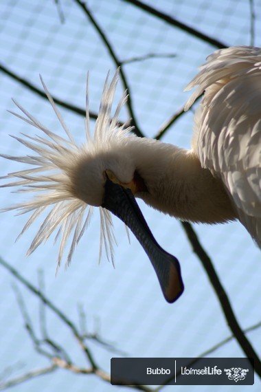 Zoo - Praha - photo #28