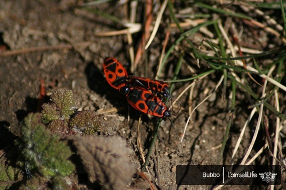 Zoo - Praha - photo #40