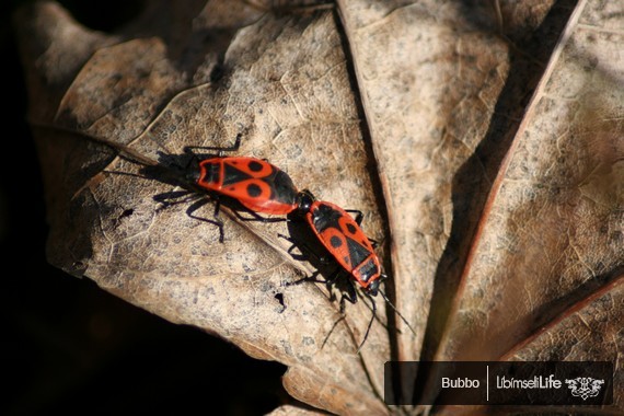 Zoo - Praha - photo #44