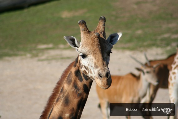 Zoo - Praha - photo #52