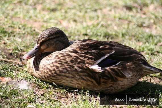 Zoo - Praha - photo #70