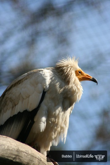 Zoo - Praha - photo #72