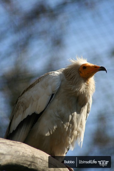 Zoo - Praha - photo #73