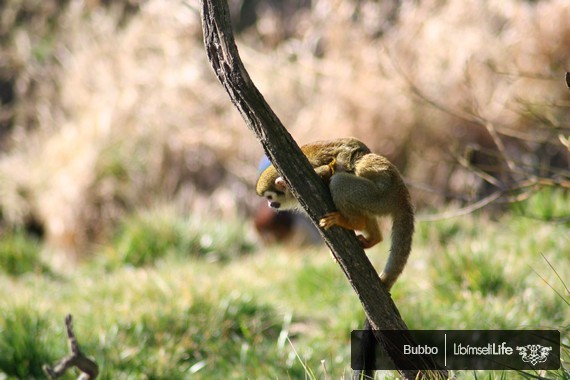 Zoo - Praha - photo #87