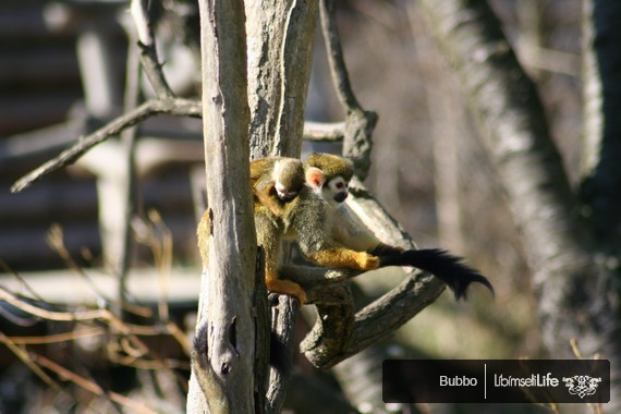 Zoo - Praha - photo #88