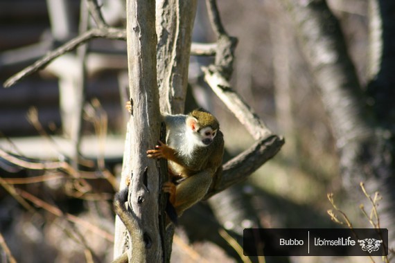 Zoo - Praha - photo #89