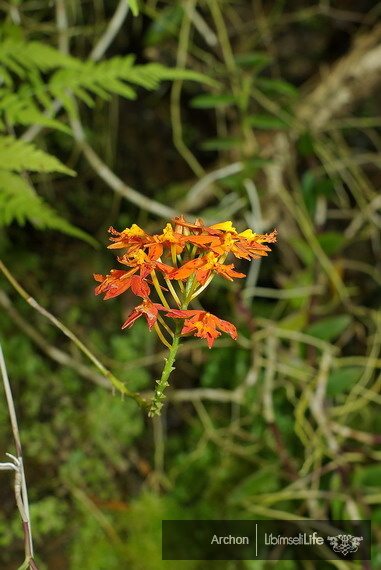 Botanická zahrada - Praha - photo #58