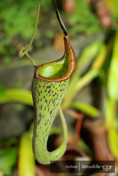 Botanická zahrada - Praha - photo #61