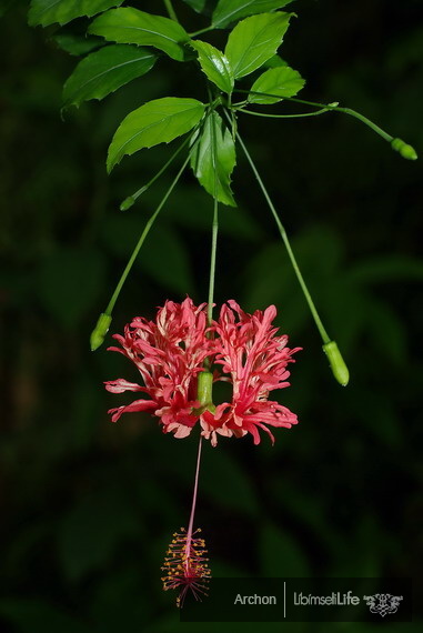 Botanická zahrada - Praha - photo #69