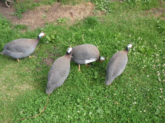 Dinopark - Vyškov - photo #137