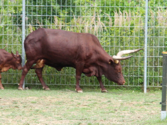 Dinopark - Vyškov - photo #86