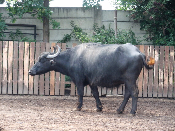 Dinopark - Vyškov - photo #99